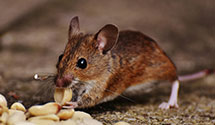 24 Hour & Emergency Exterminators in South Jacksonville, IL